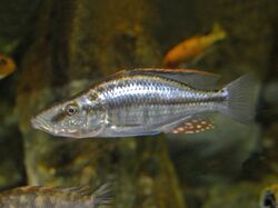 Cichlidae - Dimidiochromis compressiceps.JPG