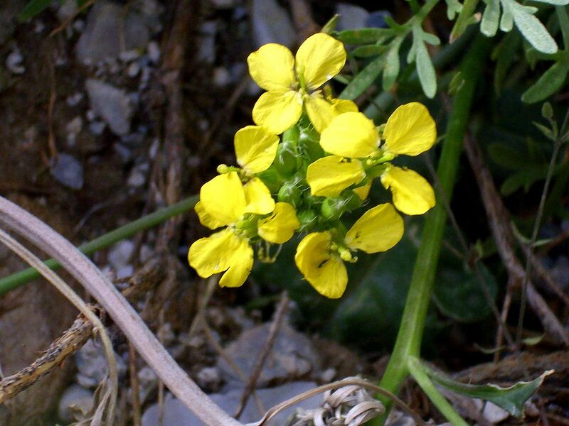 File:Coincya monensis subsp. nevadensis 25July2009 FlowersCloseup2 SierraNevada.jpg