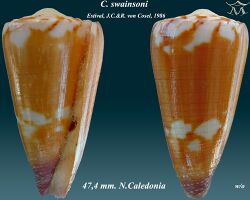 Conus swainsoni 1.jpg