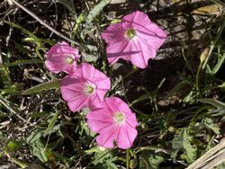 Convolvulus erubescens flowers.jpg