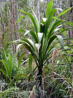 Cordyline banksii.jpg