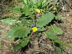 Cymbonotus preissianus (Austral Bear's Ears) (24998867325).jpg