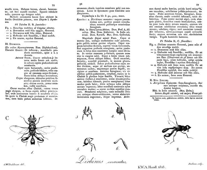 File:Dalman 1818 Dirhinus text 75-77 & Tabellen II, C.jpg