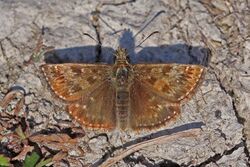 Dingy skipper (Erynnis tages) male.jpg