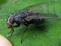 Diptera-Muscidae-Muscina-prolapsa-201205120103.JPG