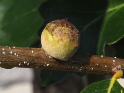 Disholcaspis quercusmamma gall.jpg