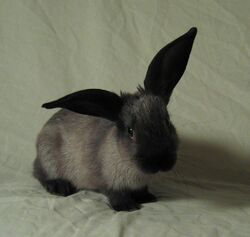 Domestic rabbit with large ears.jpg