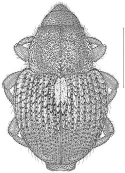 Dorsal habitus drawing of Asperosoma echinatum (Fall, 1917) - ZooKeys-309-013-g001.jpeg