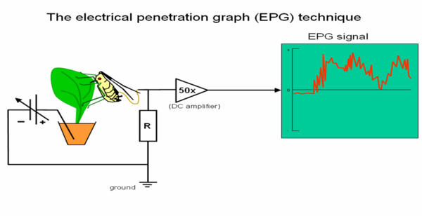 EPG circuit.png