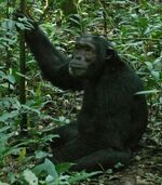 Eastern Chimpanzee (Pan troglodytes schweinfurthii) (7068198095) (cropped).jpg