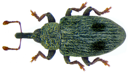 Ellescus bipunctatus (Linné, 1758) (8179678843).png