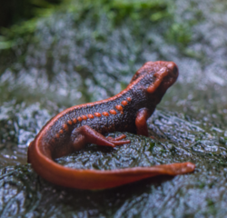 Emperor Newt, Tylototriton shanjing Crop.png