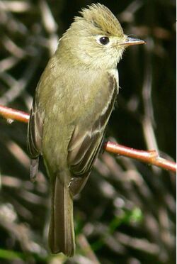 Empidonax difficilis 1.jpg