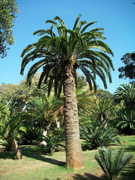 File:Encephalartos woodii original stem Durban Botanic Gardens 04 09 2010.JPG