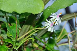 Epiphyllum baueri 2.jpg