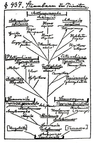 File:Ernst Haeckel - Tree of Life.jpg