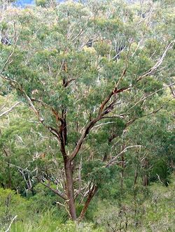 Eucalyptus campanulata Mt Cabrebald.jpg