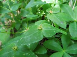 Euphorbia sieboldiana.jpg