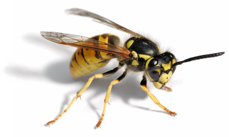 File:European wasp white bg02.jpg