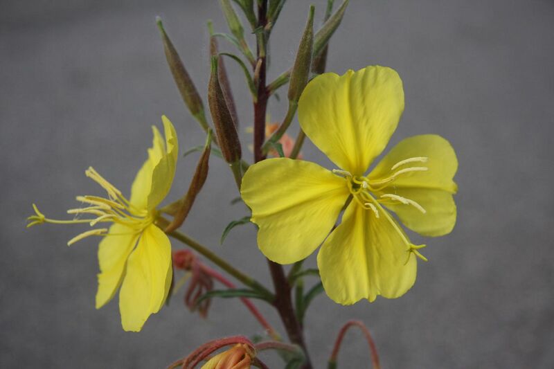 File:Evening primrose Oenothera elata two flowers.jpg