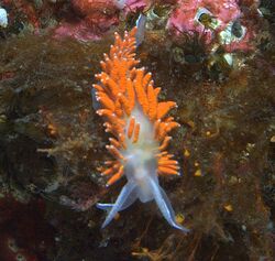 Flabellina amabilis 001.jpg