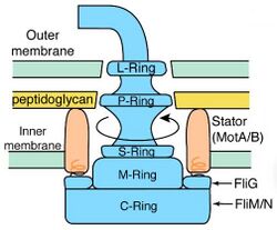 Flagellum diagram.jpg