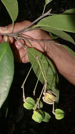 Galipea sp., Rutaceae, Atlantic forest, northern littoral of Bahia, Brazil (12909830193).jpg