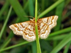 Geometridae - Emmiltis pygmaearia-001.JPG