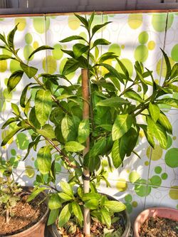Gynura procumbens (Diabetes plant) (1).jpg