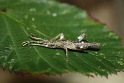 Haaniella gorochovi nymph.jpg