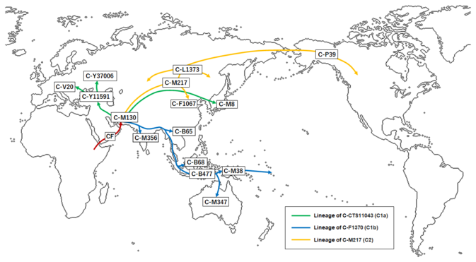 Biology:Haplogroup CF (Y-DNA) - HandWiki