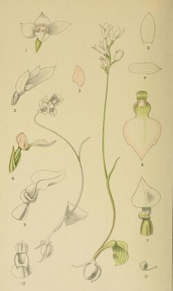 Harry Bolus - Orchids of South Africa - volume I plate 060 (1896) cropped.jpg