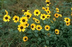 Helianthus petiolaris USDA.jpg