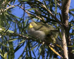 Heuglin's White-eye (Zosterops poliogastrus), Lalibela, Ethiopia (17977024739).jpg