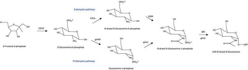 File:Hexamine biosynthesis pathway.jpg