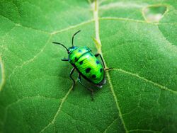 Image of Chrysocoris stollii taken at Nandi Hills Bangalore.jpg