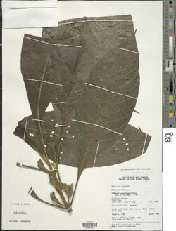 Justicia camerunensis-NMNH-02882225.jpg