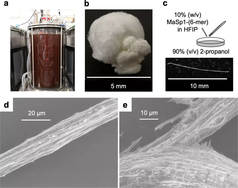 File:Large-scale production and fiber extrusion of MaSp1-(6-mer) artificial spidroin.webp