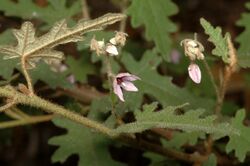 Lasiopetalum pterocarpum.jpg