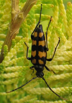 Leptura quadrifasciata (female).jpg