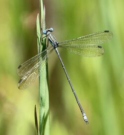 Lestes virgatus 007539-1.jpg