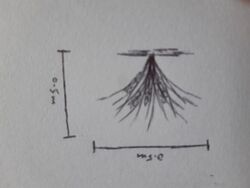 Lomandra plant illustration .jpg