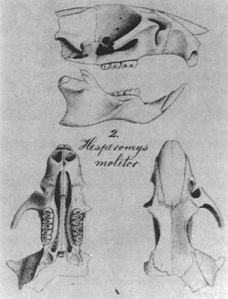 From top to bottom: side view of skull with mandible, missing the upper incisor and much of the posterior part; text "2. Hesperomys molitor"; and views of the same skull from above and below.