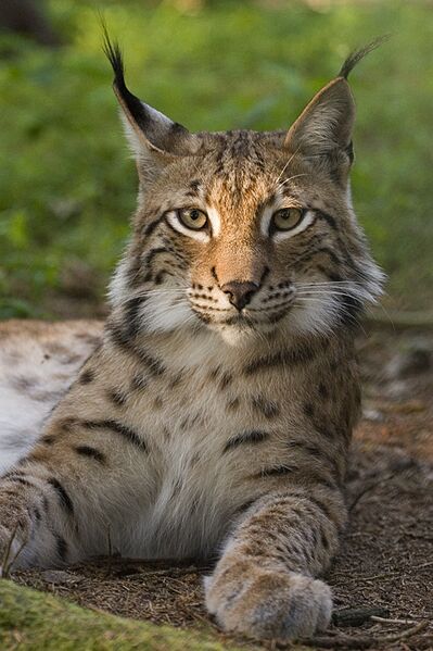 File:Lynx lynx poing.jpg
