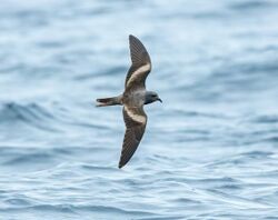 Markham's Storm-Petrel (cropped).jpeg