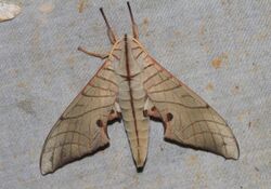 Marumba juvencus (Sphingidae) (5717371668).jpg