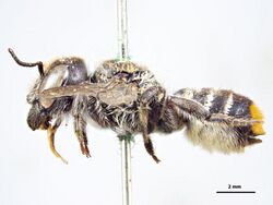 Megachile speluncarum f.jpg