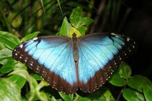 Morpho peleides 2.jpg