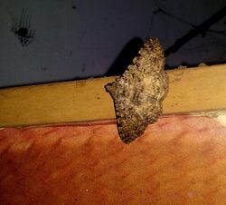 Moth sp. in Bakamuna, Sri Lanka - 3.jpg