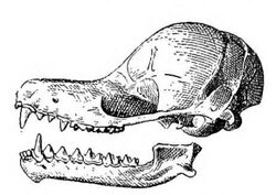 Natalus mexicanus skull.jpg